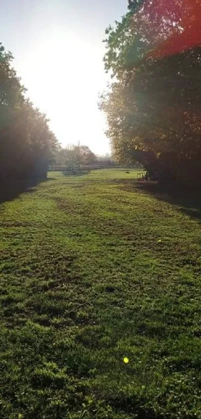 Sunlit path through lush green forest with bright sunlight.