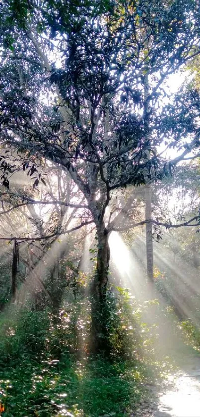 Sunlight streams through a tranquil forest path.