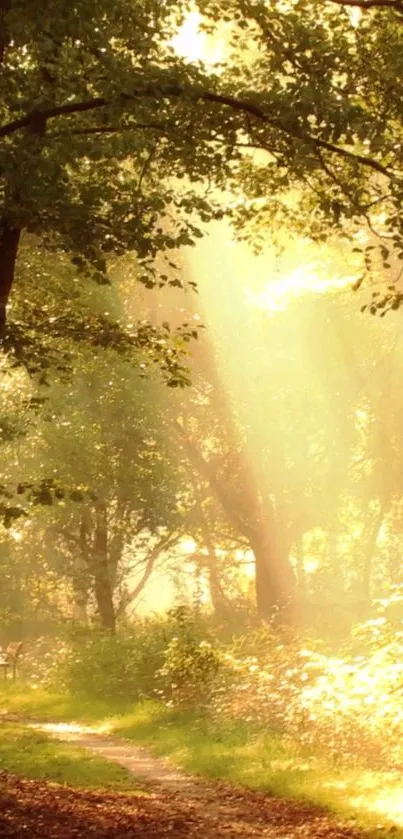 Golden sunlit forest path with sunbeams through trees.