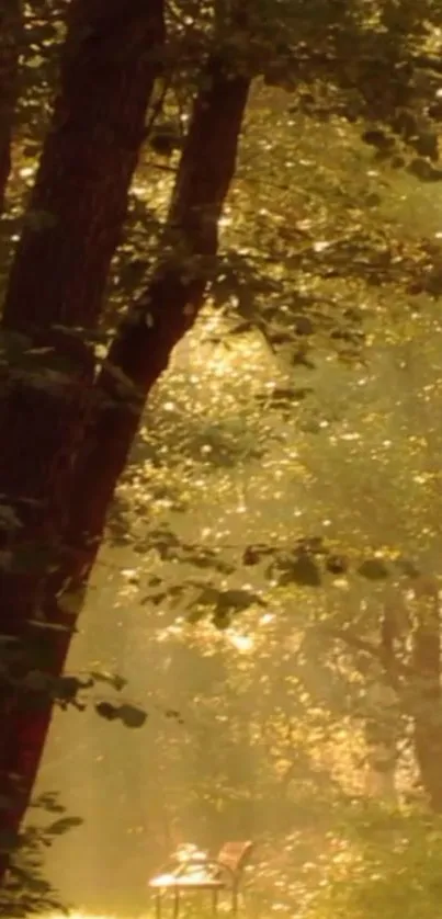 Sunlit forest path with trees and golden light.