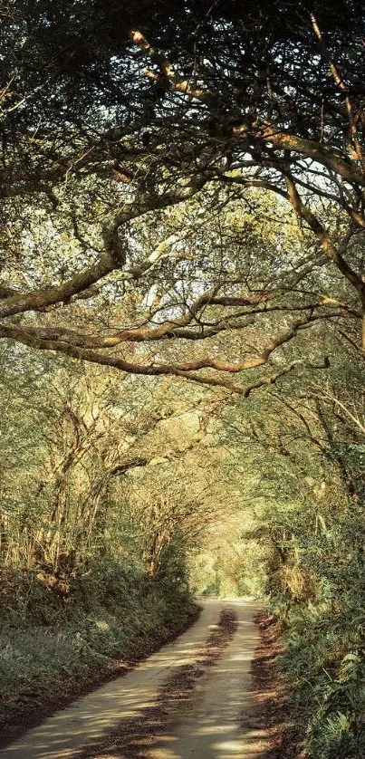 Sunlit path through dense forest with green foliage overhead.