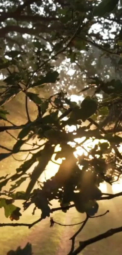 Sunlight filtering through forest leaves on a serene path.