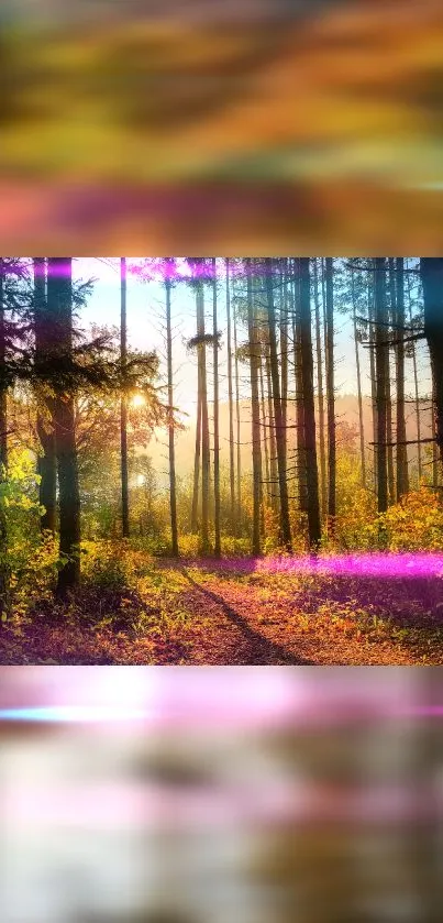 Sunlit forest path with vibrant autumn colors and tall trees.