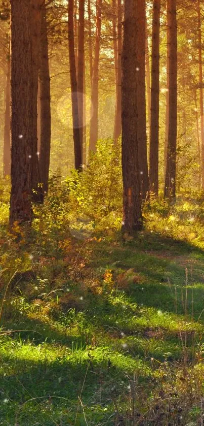 Serene sunlit forest path with trees.