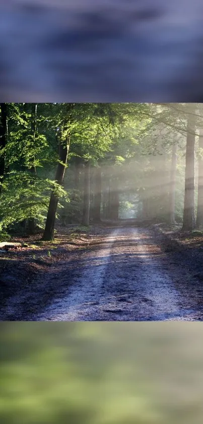 Tranquil sunlit path through a lush green forest.