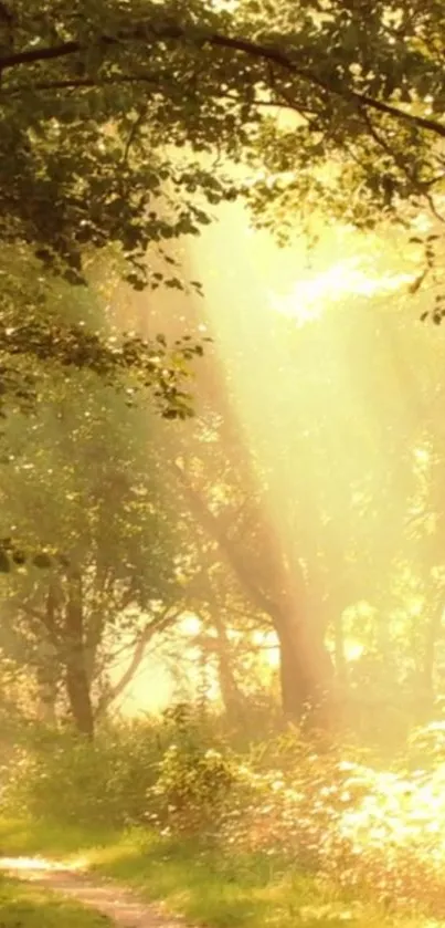 Sunlit forest path with golden light and lush green leaves.