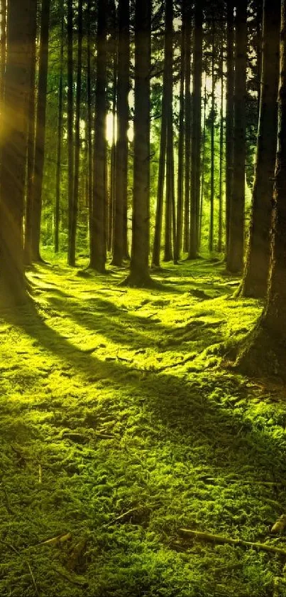 Sunlit forest path with lush green foliage and tall trees.