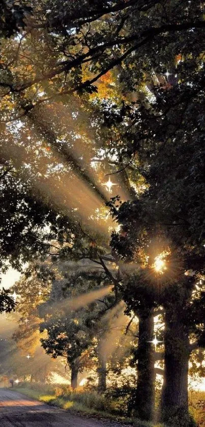 Sunlight streaming through trees on a peaceful forest path.