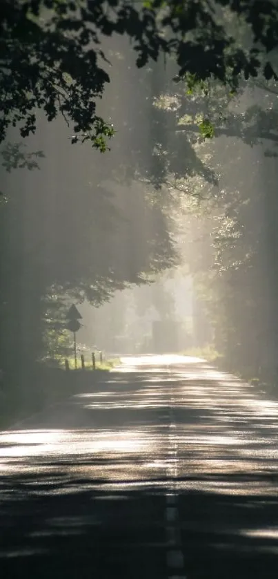 Sunlit forest road with trees and light rays.