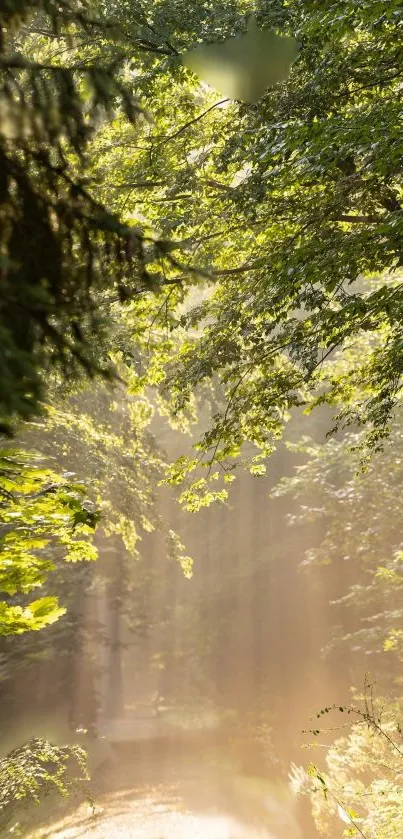 Sunlit forest pathway with lush green leaves and sunlight streaming through trees.