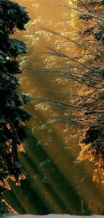 Sunlight filters through forest trees creating a serene and tranquil path.