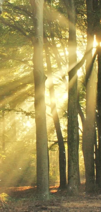 Sunlit forest pathway with radiant rays through lush trees.