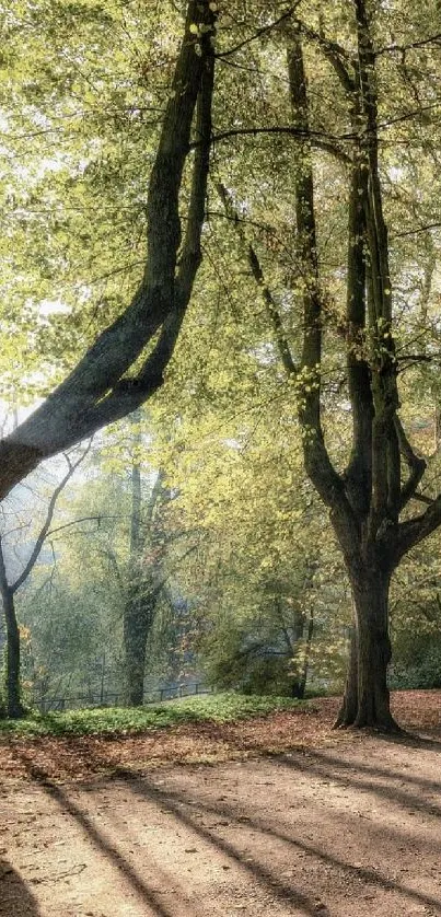 Sunlit forest pathway with lush trees.