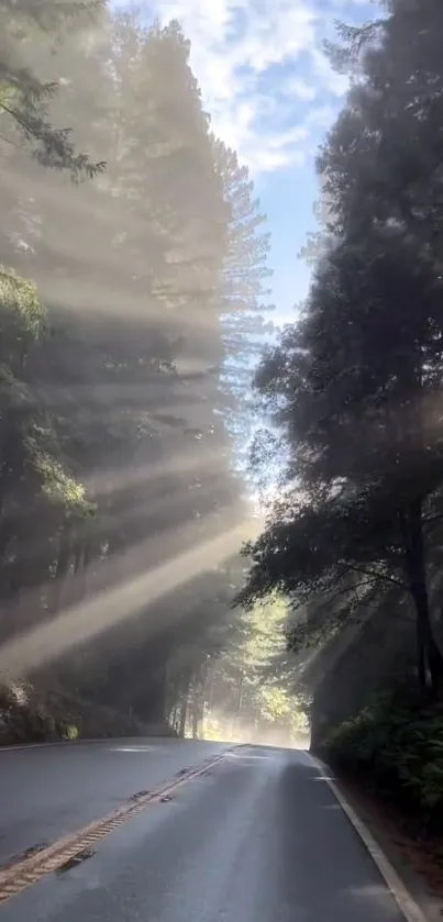 Sunlit forest road with morning light streaming through tall trees.