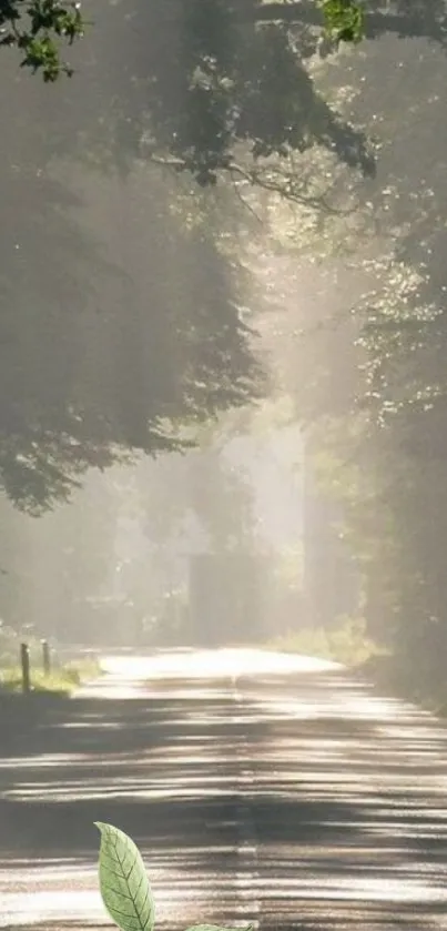 Sunlit forest road with mist and greenery.