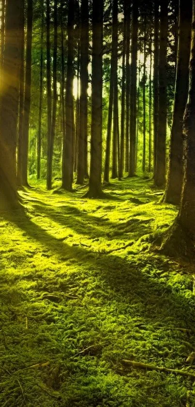 Sunlit forest with lush green trees and glowing sunlight through the canopy.