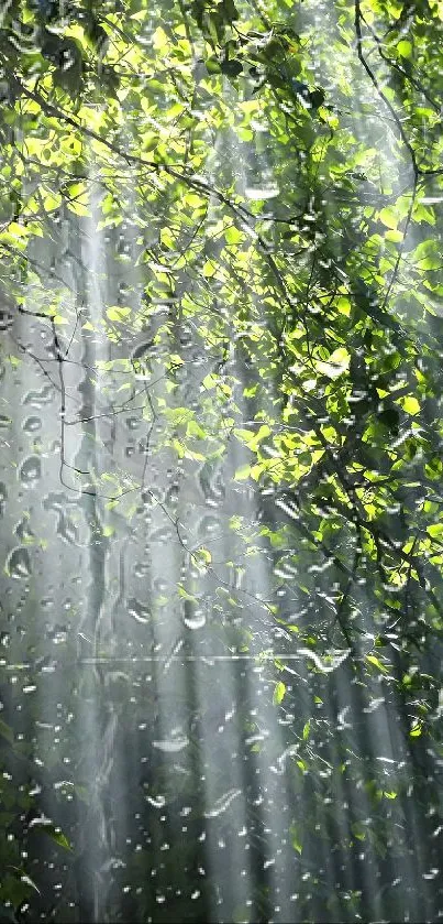 Sunlight streaming through lush green forest leaves.