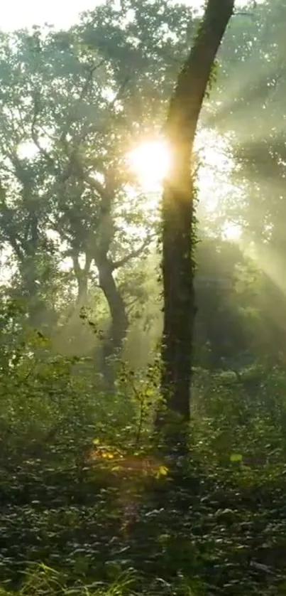 Sunlit forest scene with tranquil trees and sunlight filtering through leaves.