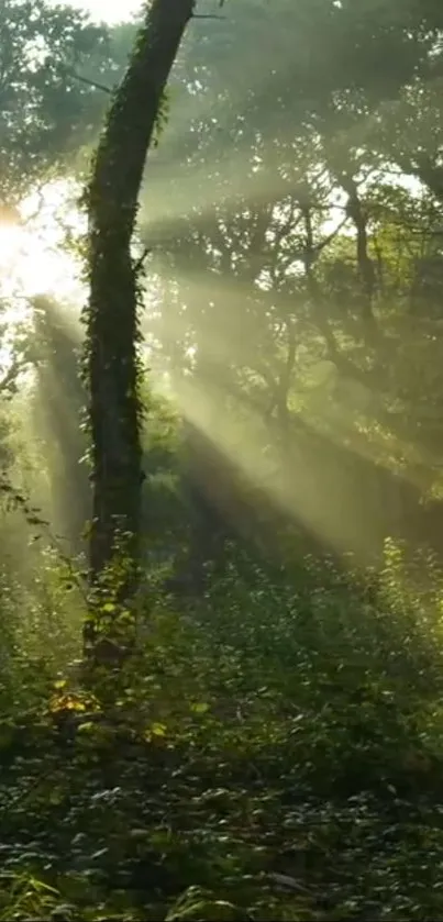 Sunlit forest with rays filtering through trees