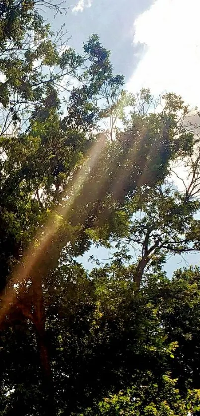 Sunlit forest scene with sun rays filtering through trees.