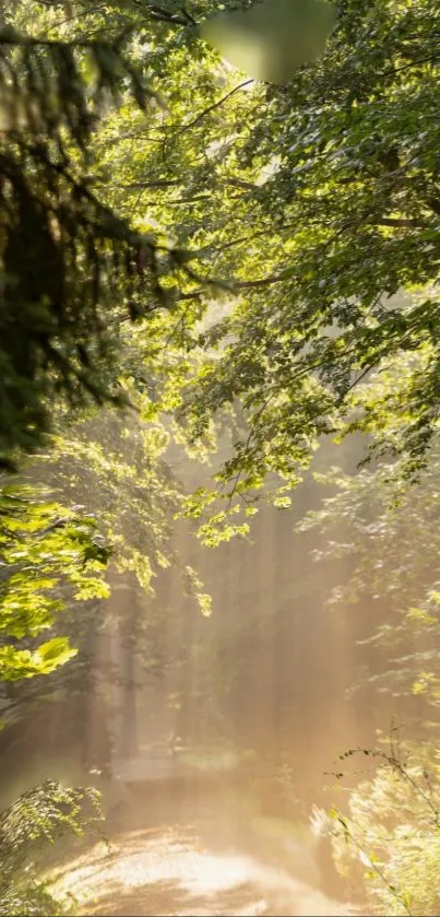 Sunlit forest trail with lush green foliage.