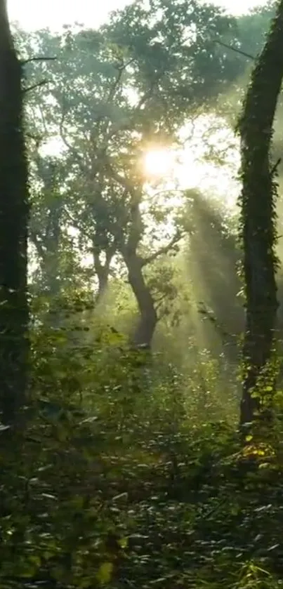 Sunlight streaming through trees in a tranquil forest scene.