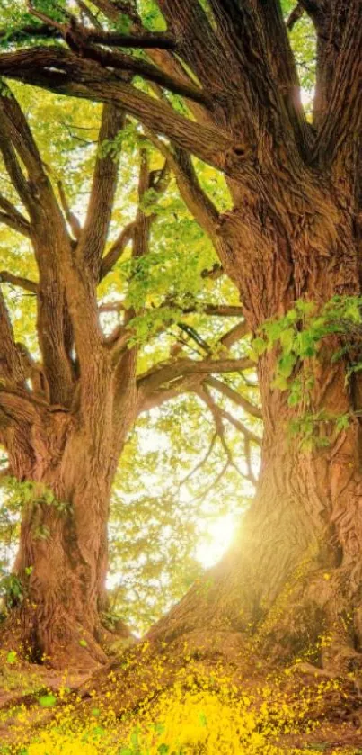 Sunlight filtering through trees in a green forest landscape wallpaper.