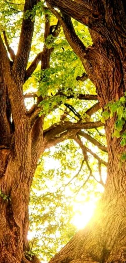 Sunlit tree canopy with green leaves and warm sunlight creating a serene natural ambiance.