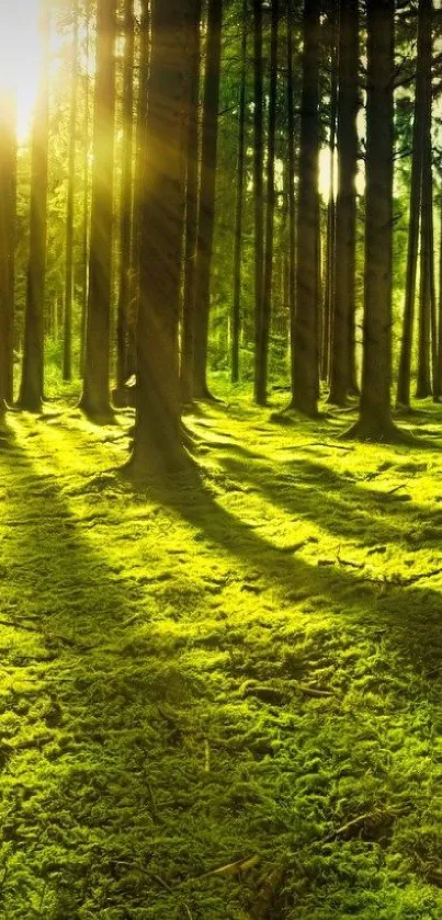 Bright sunlit forest with green mossy floor and tall trees.