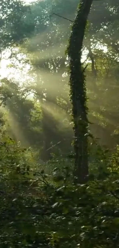 Sunlight filtering through forest trees, creating a serene atmosphere.