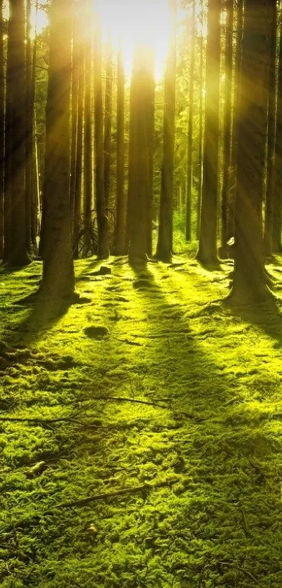 Sunlit forest with lush green moss and trees in the background.