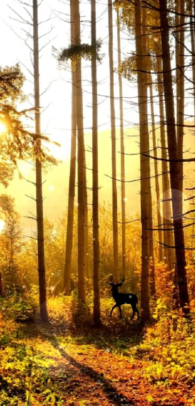 Sunlit forest with deer silhouette among trees.