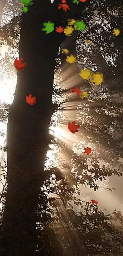 Sunlight through trees with falling colorful leaves.