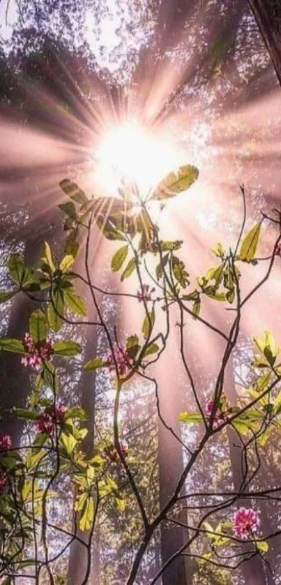 Sunlight filtering through forest with pink flowers and green leaves.