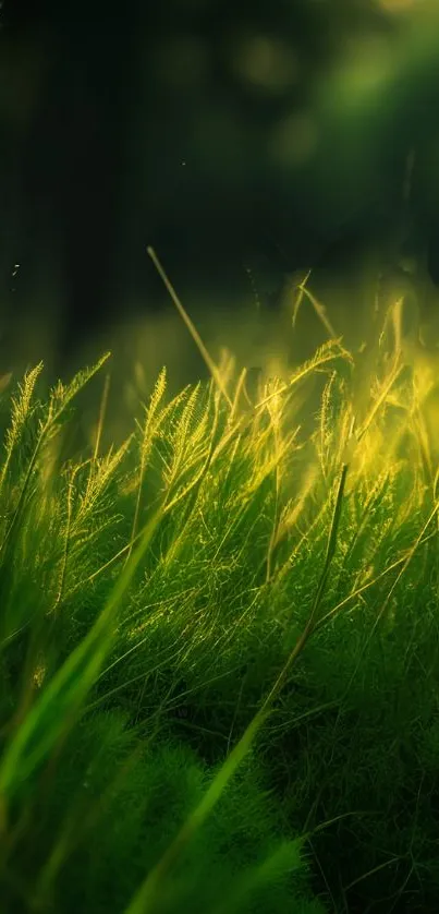 Sunlit green grass in a serene natural setting.