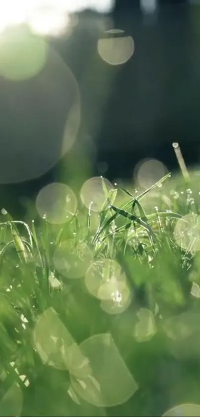 Close-up of sunlit dewy grass blades with light bokeh.