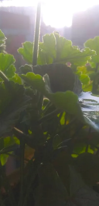 Sunlit green leaves with morning light view.