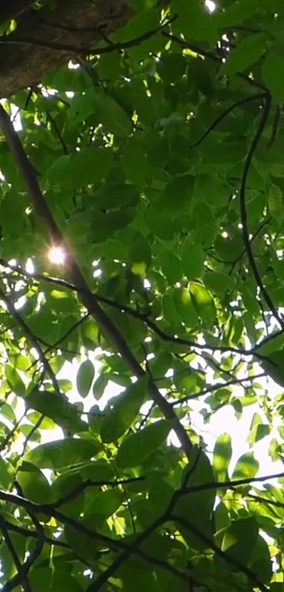 Sunlight filters through green leaves, creating a tranquil nature scene.