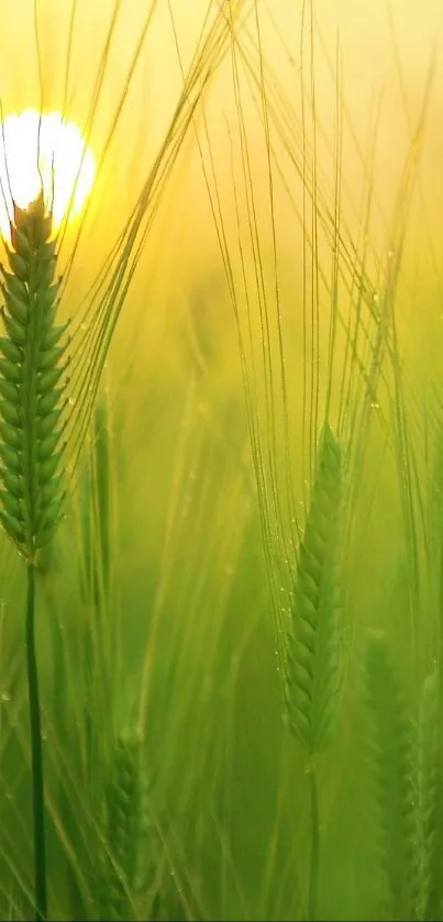 Sunlit green wheat field with golden light on stalks.