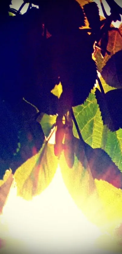 Sunlight filtering through silhouetted leaves with a warm glow.