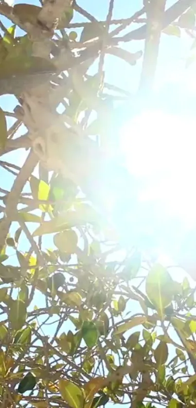 Sunlit branches with green leaves in bright light.