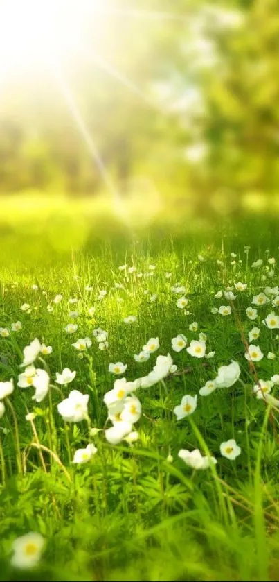 Sunlit meadow with white flowers and lush green grass.