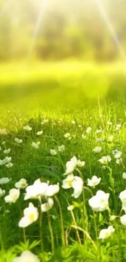 Bright green meadow with sunlit white flowers under a gentle light.