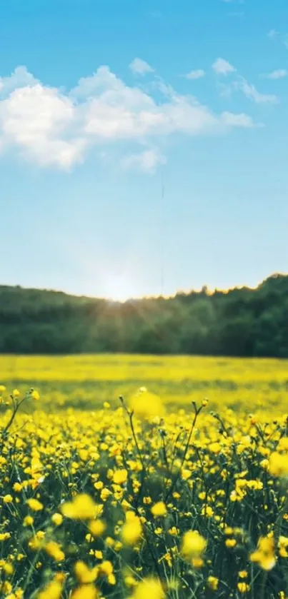 Yellow flower field under a bright blue sky with sunlight peeking through.