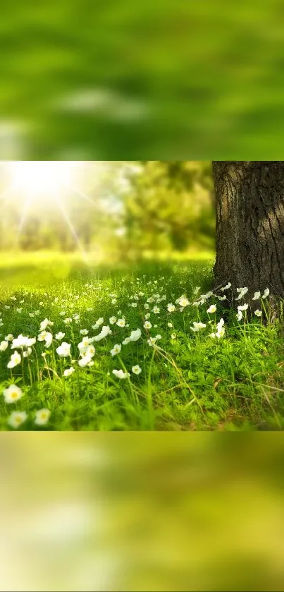 Sunlit meadow with daisies and lush green grass mobile wallpaper.