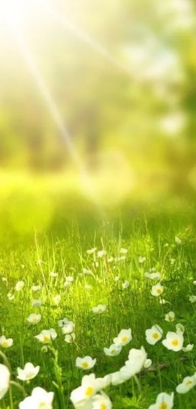 Serene sunny meadow with flowers and green grass.