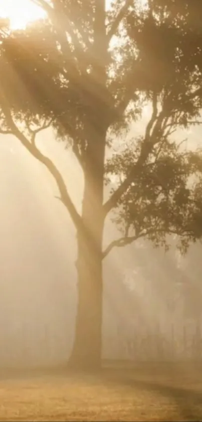 Misty landscape with a sunlit tree creating a serene and warm ambiance.