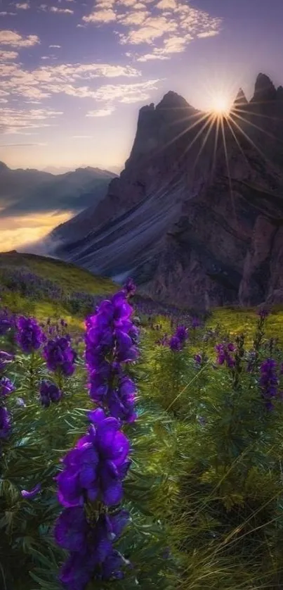 Sunrise over mountains with purple flowers in the foreground.