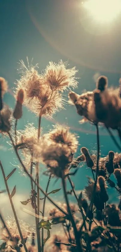 Sunlit fluffy flowers against blue sky on phone wallpaper.