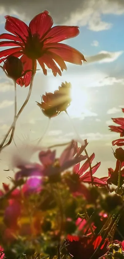 Sunlit pink flowers under a serene sky at sunset.